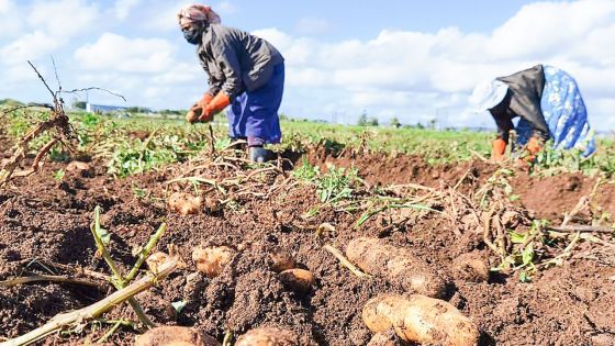 Subsides en recul, marché sous pression : les petits et gros planteurs en désaccord