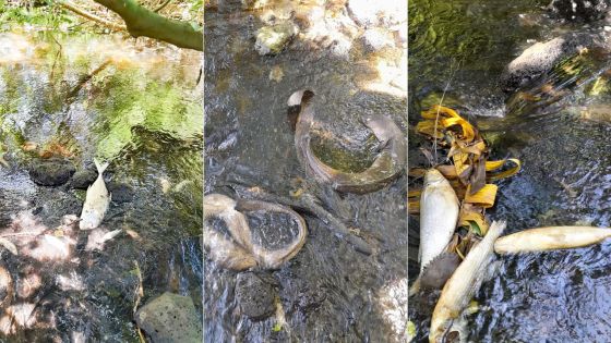 Poissons retrouvés morts à Poudre-d’Or : des pêcheurs dénoncent l’inaction face à la pollution marine