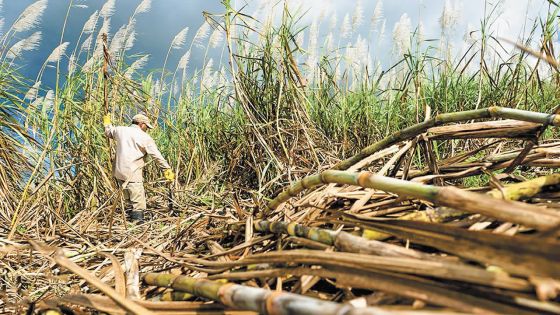 Entre course à la valeur ajoutée et menace existentielle : le sucre mauricien face à la tempête