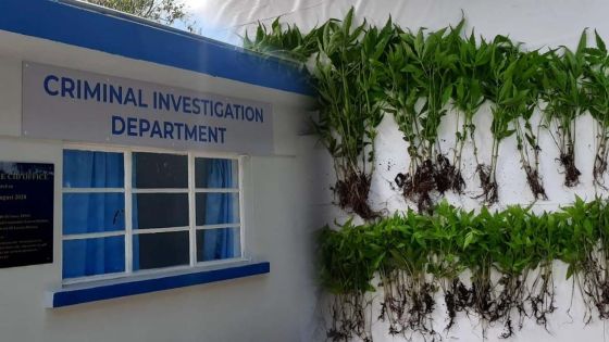 Riche-Fond : plus de 300 plants de cannabis déracinés 