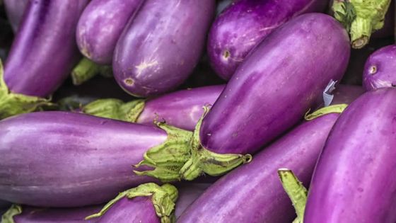 3000 tonnes de bringelles attendues cette année