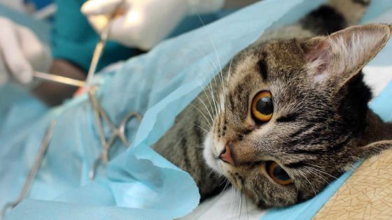 Il attend plusieurs mois avant de pouvoir stériliser son chat