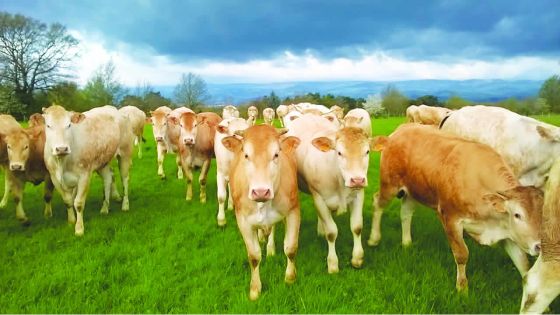 Fièvre aphteuse – un impact considérable