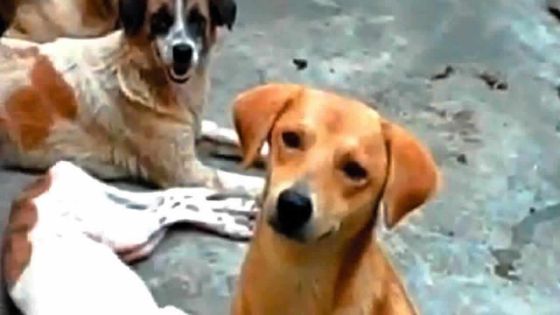 Cruauté alléguée envers les animaux: la demande d’injonction de Saving Our Strays rejetée