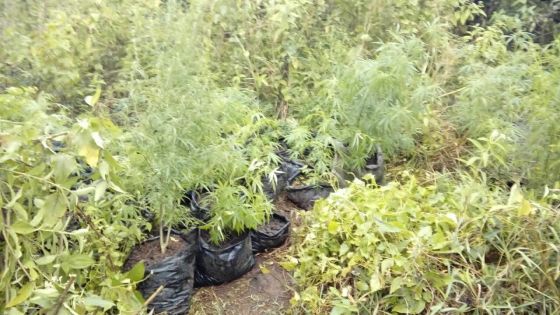 Brisée-Verdière : 969 plants de cannabis découverts