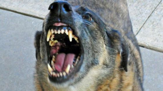 À St-Pierre : mordue par un chien pour la deuxième fois