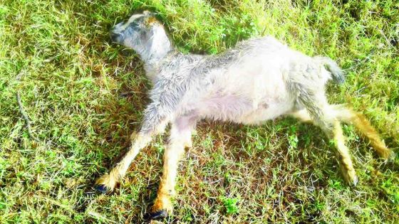 À Rodrigues - Chiens errants : une menace constante pour les éleveurs