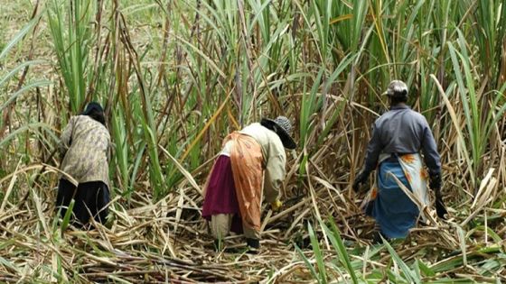 Négociations collectives dans l’industrie sucrière : le dernier round devant la Commission de Conciliation et de Médiation 