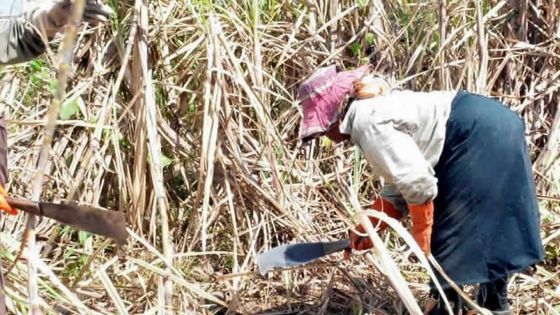 Agriculture : SIT Holdings recherche 230 coupeurs de cannes