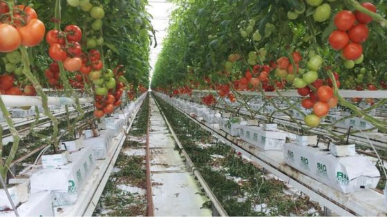 Forte odeur dans une plantation hydroponique : le problème résolu après la visite de la police de l’Environnement