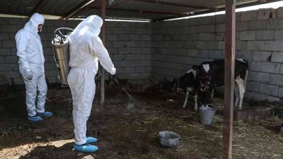 Irak: 27 décès dus à la fièvre du Congo depuis le début de l'année