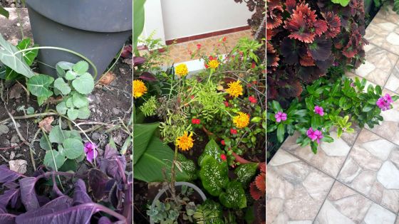 Pharmacie naturelle : des herbes qui valent de l’or