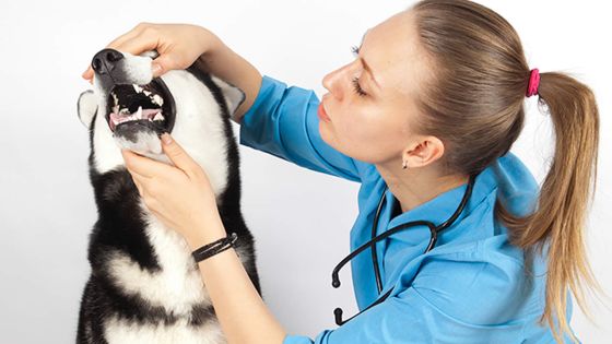 Le détartrage pour les dents du chien
