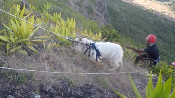 Sauvetage d’un bouc à Corps-de-Garde: comme si vous y étiez