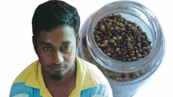 11283 semences de cannabis découvertes sous un matelas