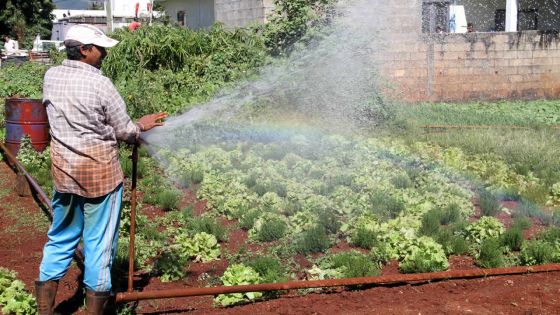 Gelena : les pluies bénéfiques à la culture, mais la chaleur menace