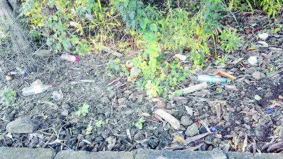 Terrains vagues : ça pousse comme des champignons