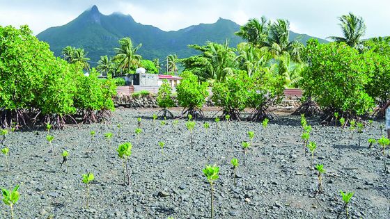 8th June World Ocean Day : the best time to plant mangroves is NOW