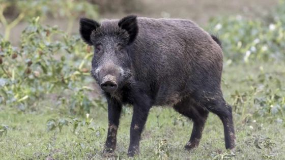 Domaine les Pailles : deux sangliers sèment la panique 