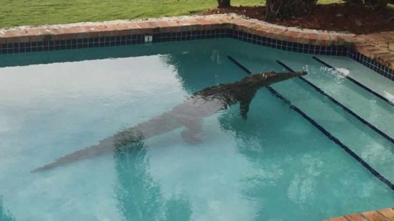 Attaqué par un crocodile dans la piscine d'un complexe touristique