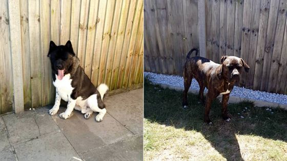 Protocole oblige : leurs chiens ne pourront les accompagner le jour de leur départ