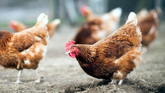 À Triolet : élevage sur le toit de son domicile 