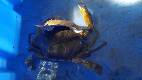 Jessen Persand : une culture qui a du piquant