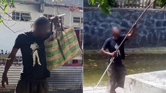 À Port-Louis : des «voleurs» de mangues se servent devant les proprios