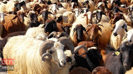 Pour les fêtes de fin d’année : le cabri pourrait coûter jusqu’à Rs 500 le demi-kilo