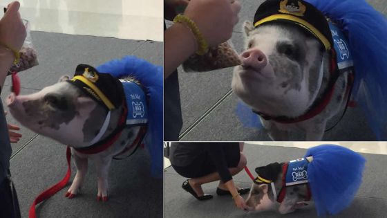  Lilou, le cochon qui accueille les passagers à l’aéroport
