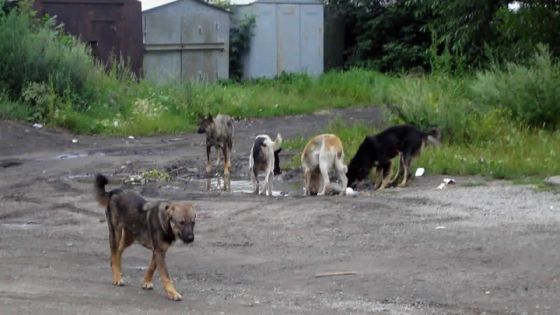 Abus : elle dénonce la maltraitance des animaux domestiques 