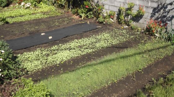 Grosses pluies - Production de légumes : vers une pénurie 