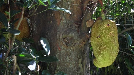 À Poudre-d’Or : un arbre fruitier qui dérange