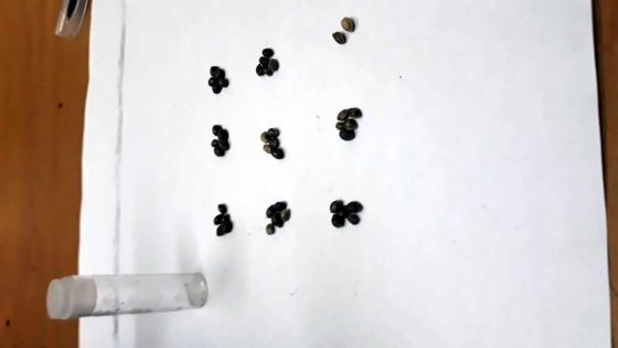 Un homme arrêté pour possession des graines de cannabis