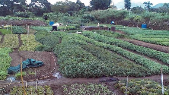 Ces voleurs du dimanche qui s’attaquent aux cultures