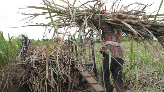 Récolte 2016, l’année de bonnes nouvelles pour la canne ?