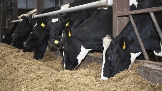 Fête religieuse : Pas de pénurie de bœufs pour l’Eid-ul-Adha