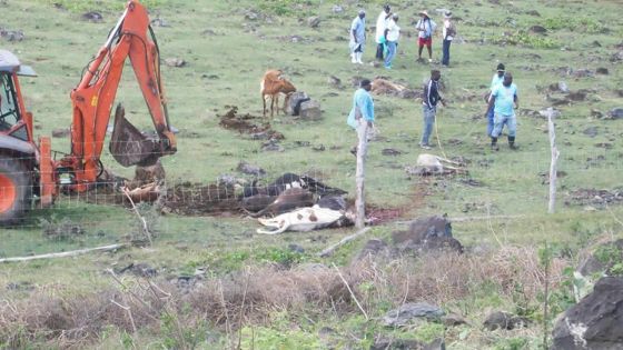 Selon des médecins - Fièvre aphteuse: consommer de la viande infectée est sans danger