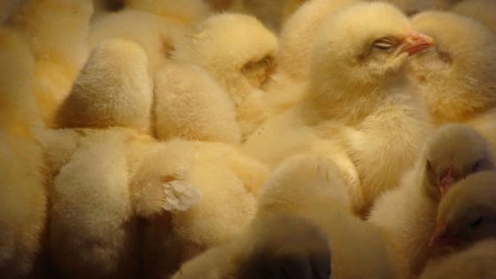Des poussins atteints de salmonellose gazés