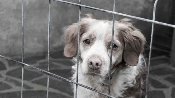 Cruauté animale : environ 50 plaintes recensées depuis début 2023