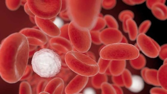 La Journée de l’hémophilie observée de manière virtuelle vendredi 