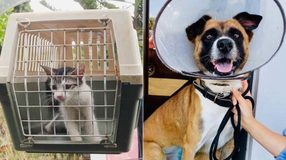 Confinement : Pet Taxi à la rescousse des animaux