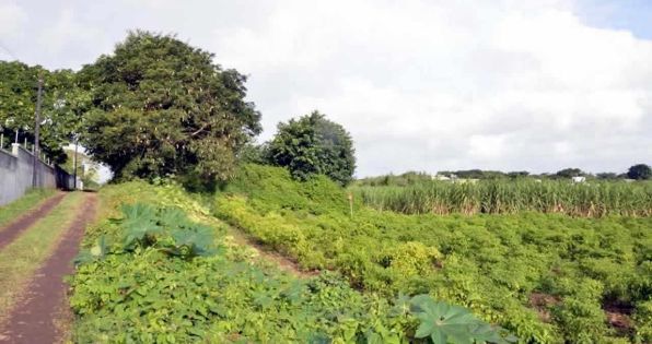 Viol d’une femme de ménage à Grand-Gaube : un jeune homme arrêté 