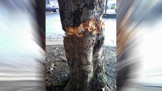 À Vacoas: un manguier source de danger