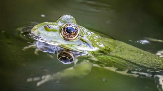 Pérou : saisie de 1.520 crapauds destinés à des préparations aphrodisiaques