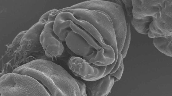 Le tardigrade, un superchampion qui n'a rien à craindre des astéroïdes