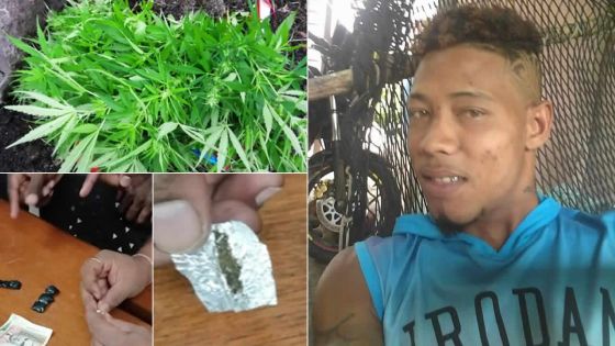 À Camp-Ti-Rodrigues : du gandia, de l’héroïne et de la drogue synthétique saisis chez un récidiviste