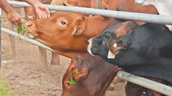 Eid-Ul-Adha : la MMA réclamera Rs 15 le kilo pour l’abattage