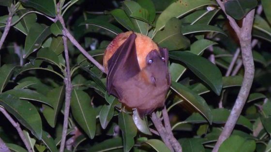 Le Fruit Protection Scheme lancé cette semaine : les chauves-souris de retour