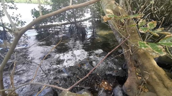 Consommation des produits de mer du Sud-Est - Diane Desmarais : «Les toxines peuvent provoquer des cancers»